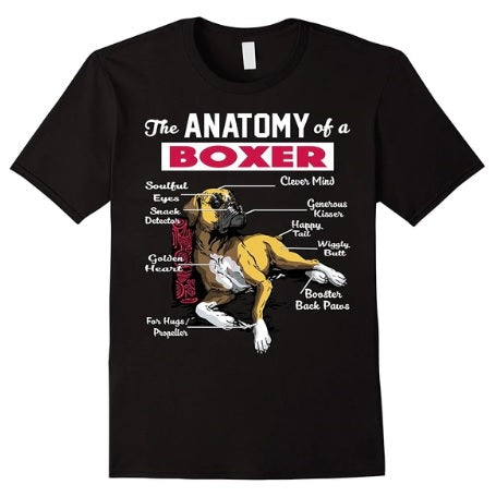 Boxer Anatomy